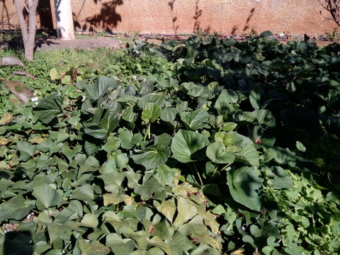 Plantação de batata doce biológica