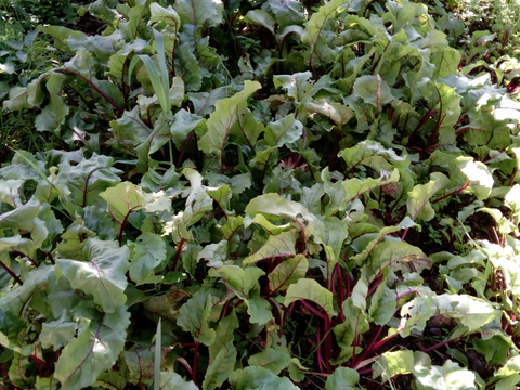 Plantação de beterraba biológica