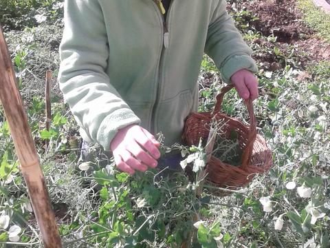 Colheita do feijão verde plantado na horta exterior