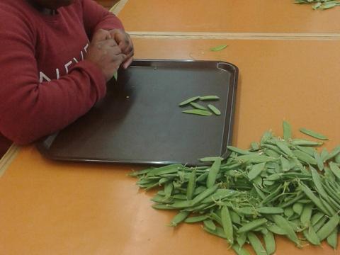 Preparação do feijão verde para cozinhar