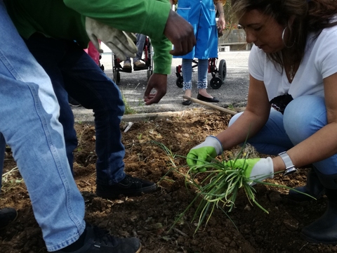 A plantação do cebolinho com a ajuda de um aluno