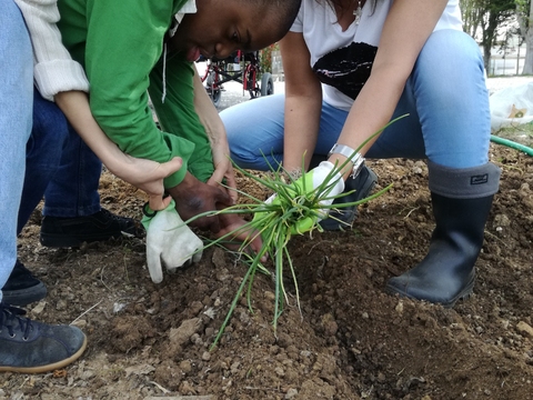 Plantar o cebolinho pé a pé