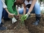 Plantar o cebolinho pé a pé