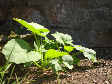 abóbora menina