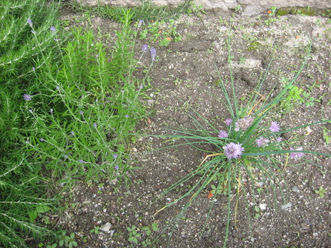 o manjerico foi substituído pela alfazema em flor...