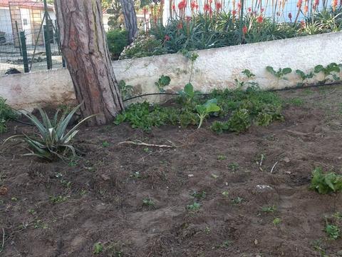 Pronta a receber as sementes... Terra mexida e adubada com os resíduos orgânicos do compostor.