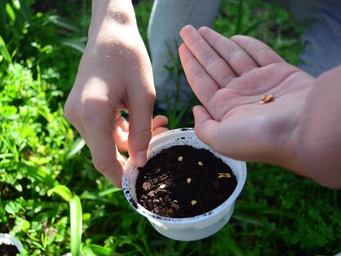 Horta Biológica 3:
Preparação da sementeira para a horta.