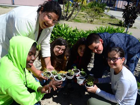 Horta Biológica 3:
Crescimento das sementeiras e preparação da terra da horta para a transplantação.