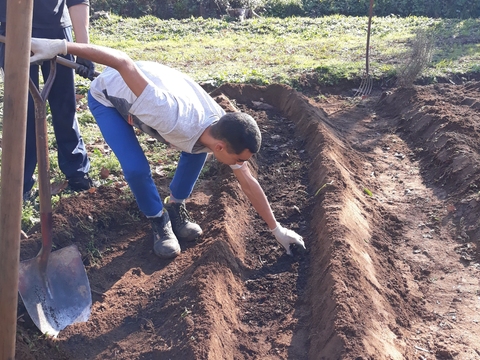 Preparação do solo para sementeira de ervilha de grão – composto retirado das pilhas de compostagem.