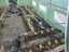 Horta limpa, começa uma nova plantação: alfaces, rúcula, beterraba.