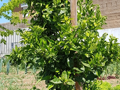 Laranjeira | árvores de fruto
