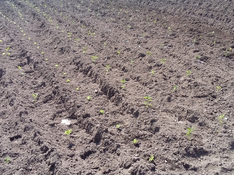 Plantação de hortícolas.