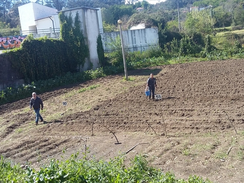 Terreno preparado para a plantação da horta biológica.