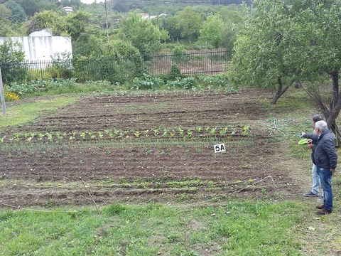 Plantas em crescimento.