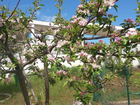 macieira florida