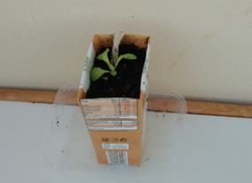 Colocou-se a alface numa outra embalagem, apresentando a planta 3 folhas.