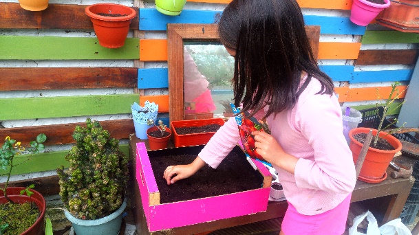 A aluna está a colocar as sementes  de rabanete no caixote.