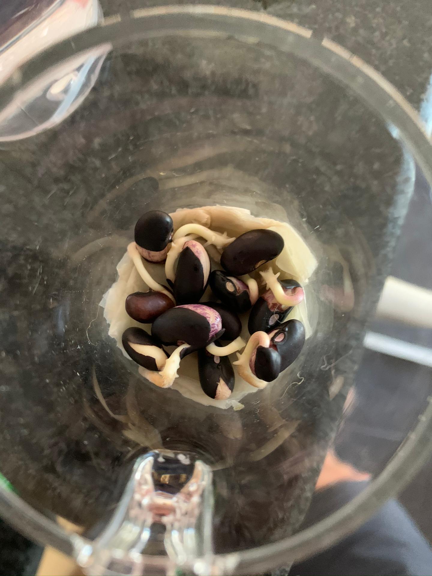 O início da sementeira do feijão preto.