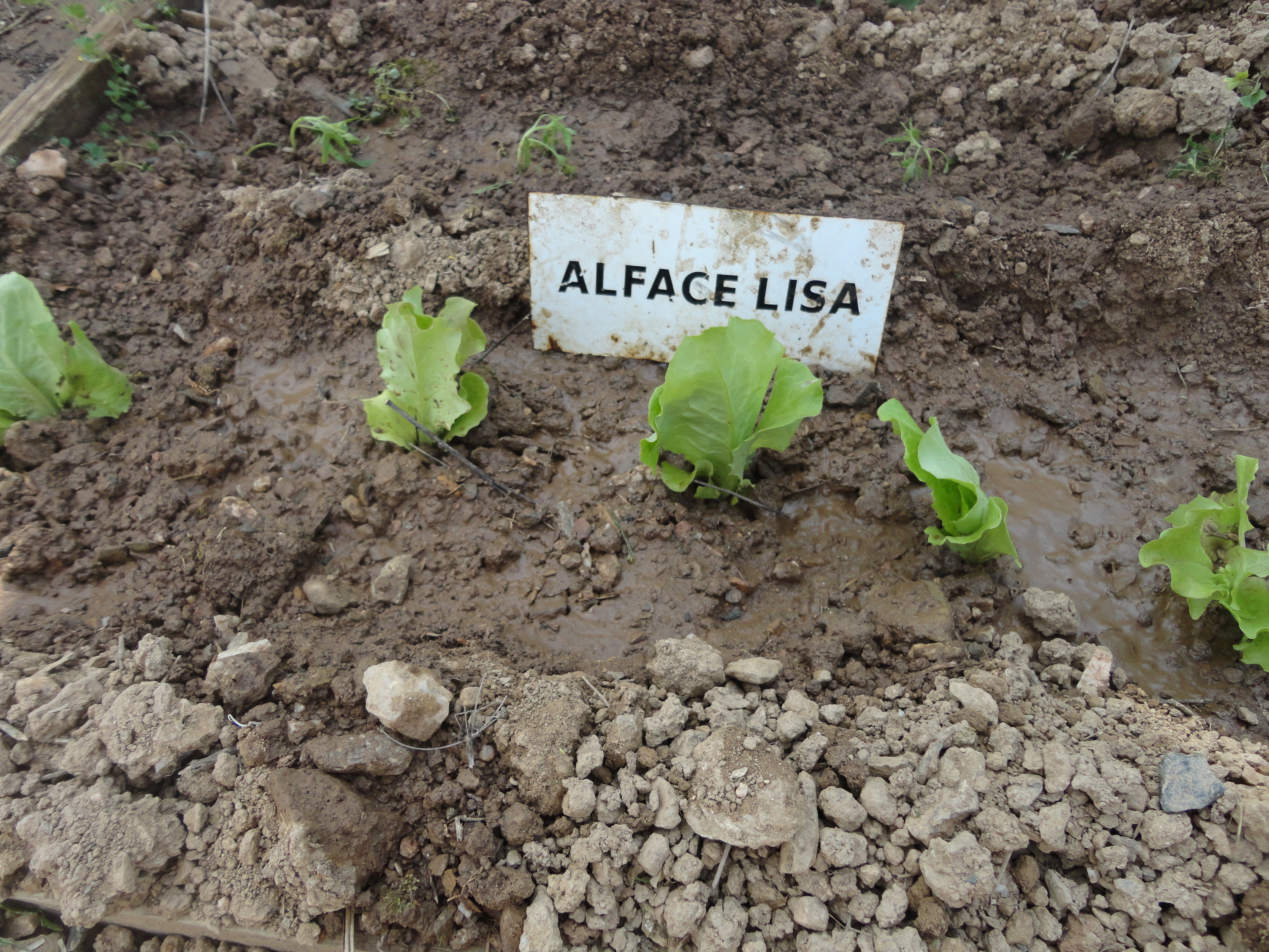 Plantamos a alface lisa