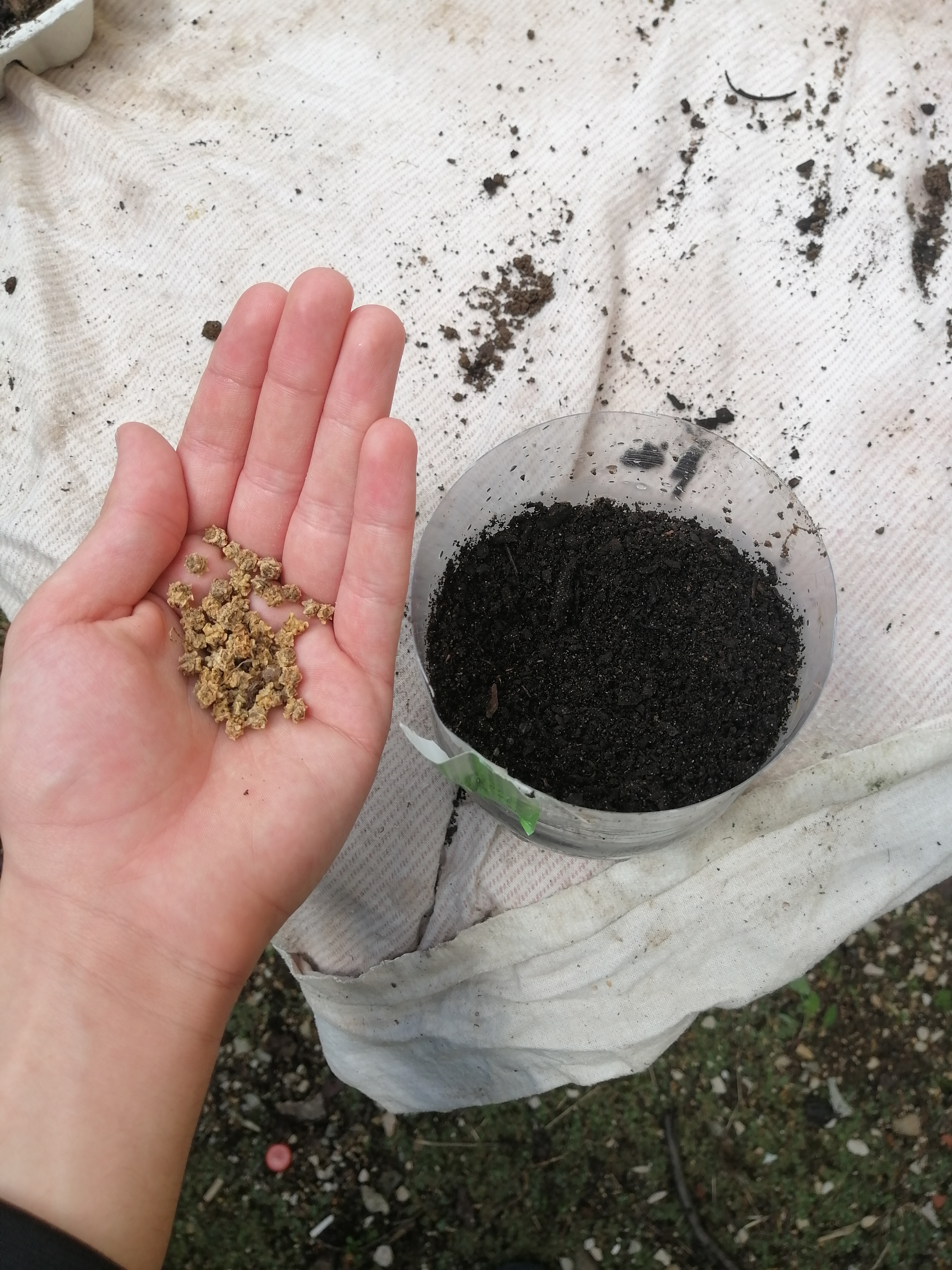 Foto 1- Deitar a semente à terra