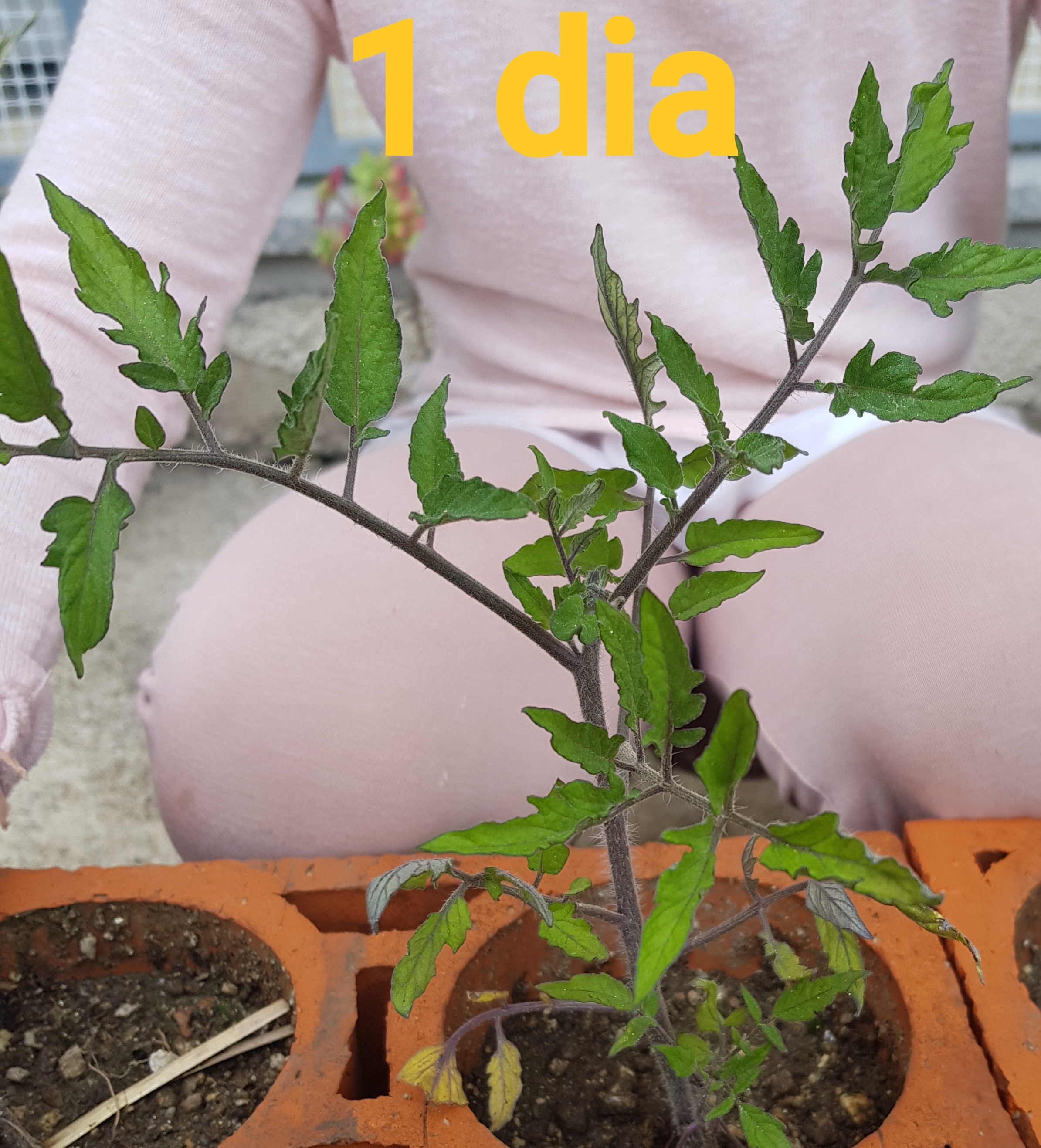 O tomateiro já nasceu