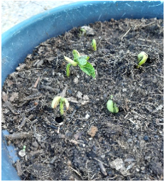 Crescimento da planta - semana 2