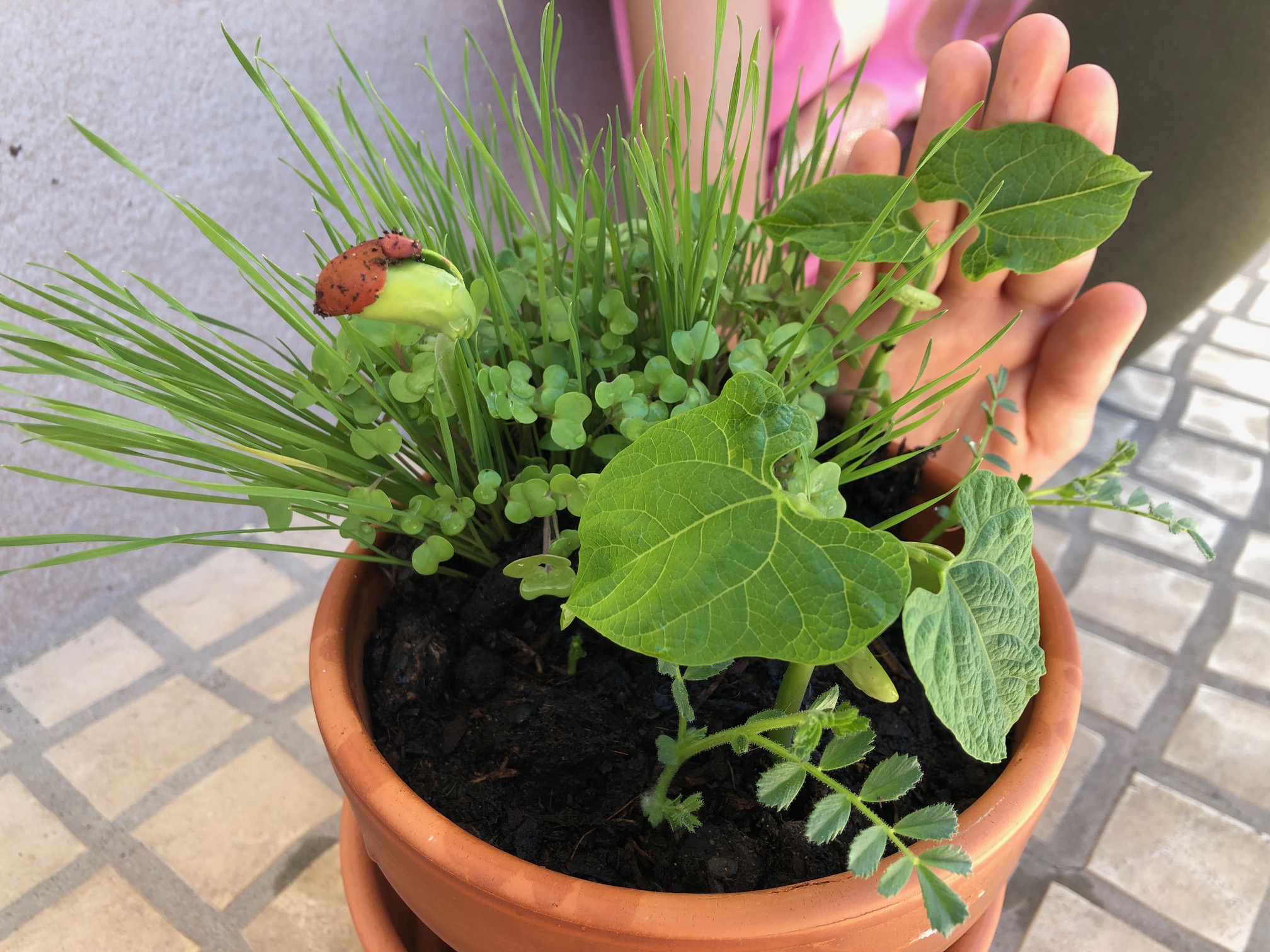 Belas Plantas