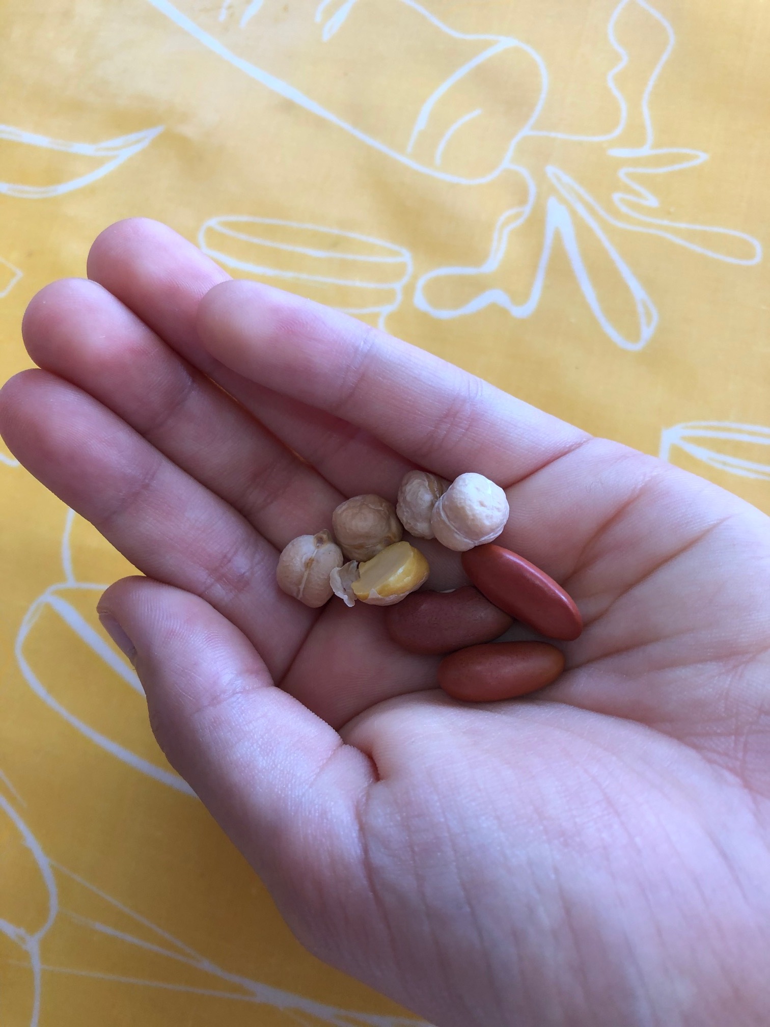 Sementes de grão e feijão