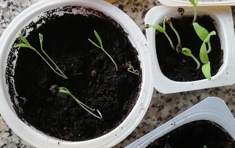 Semana 2 : As plantinhas já têm aproximadamente 2 cm