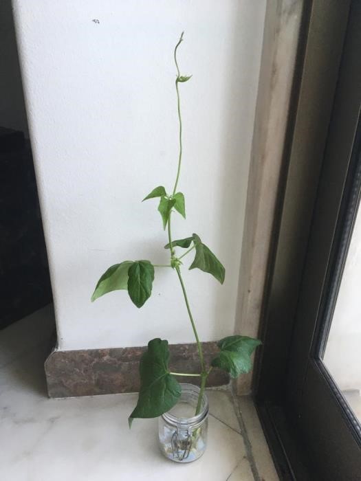 Planta formada e a crescer (28/05/2020)