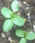 Crescimento da planta (cerca de um mês)