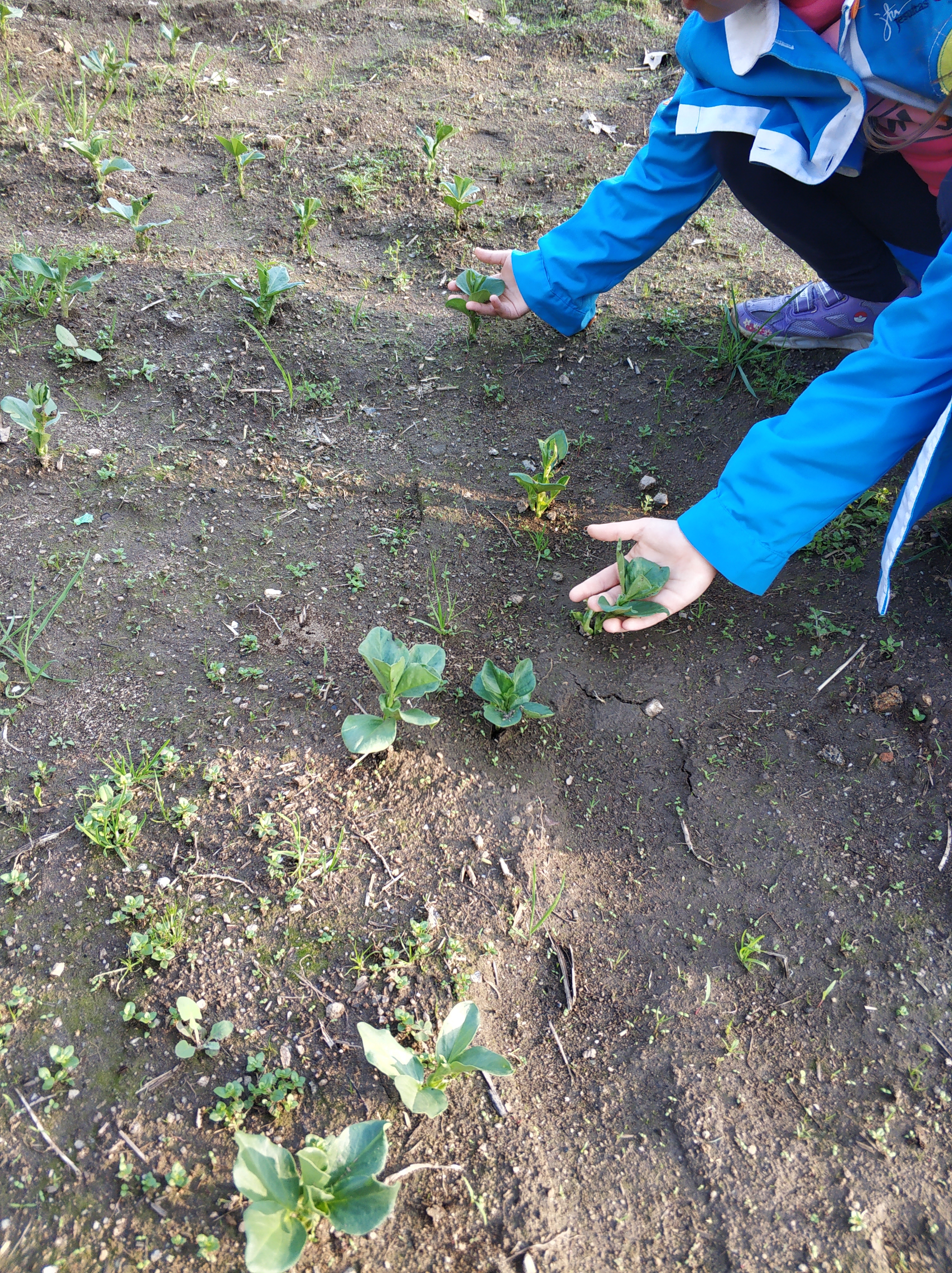 Alunos a tratarem do terreno