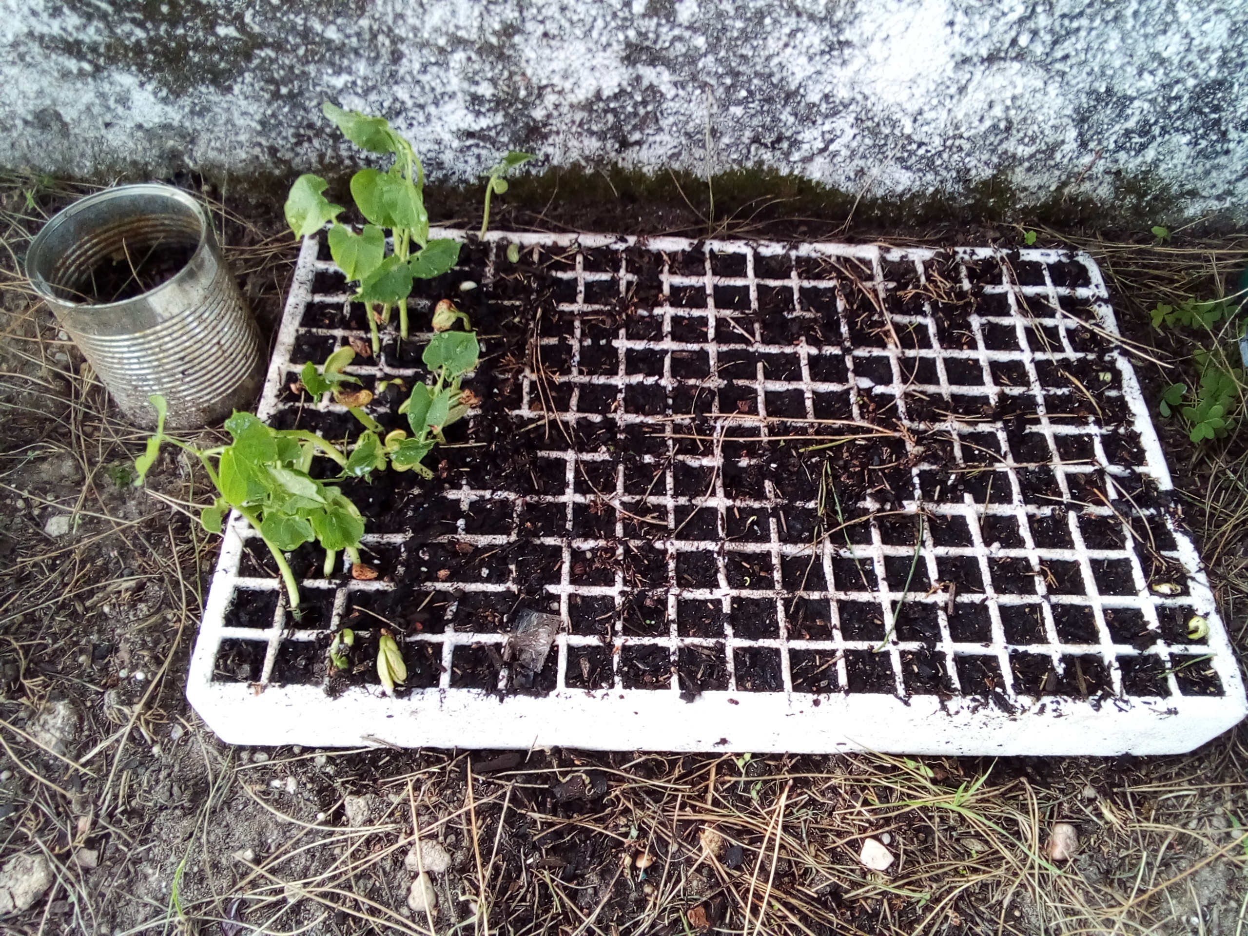 Viveiro de plantas.