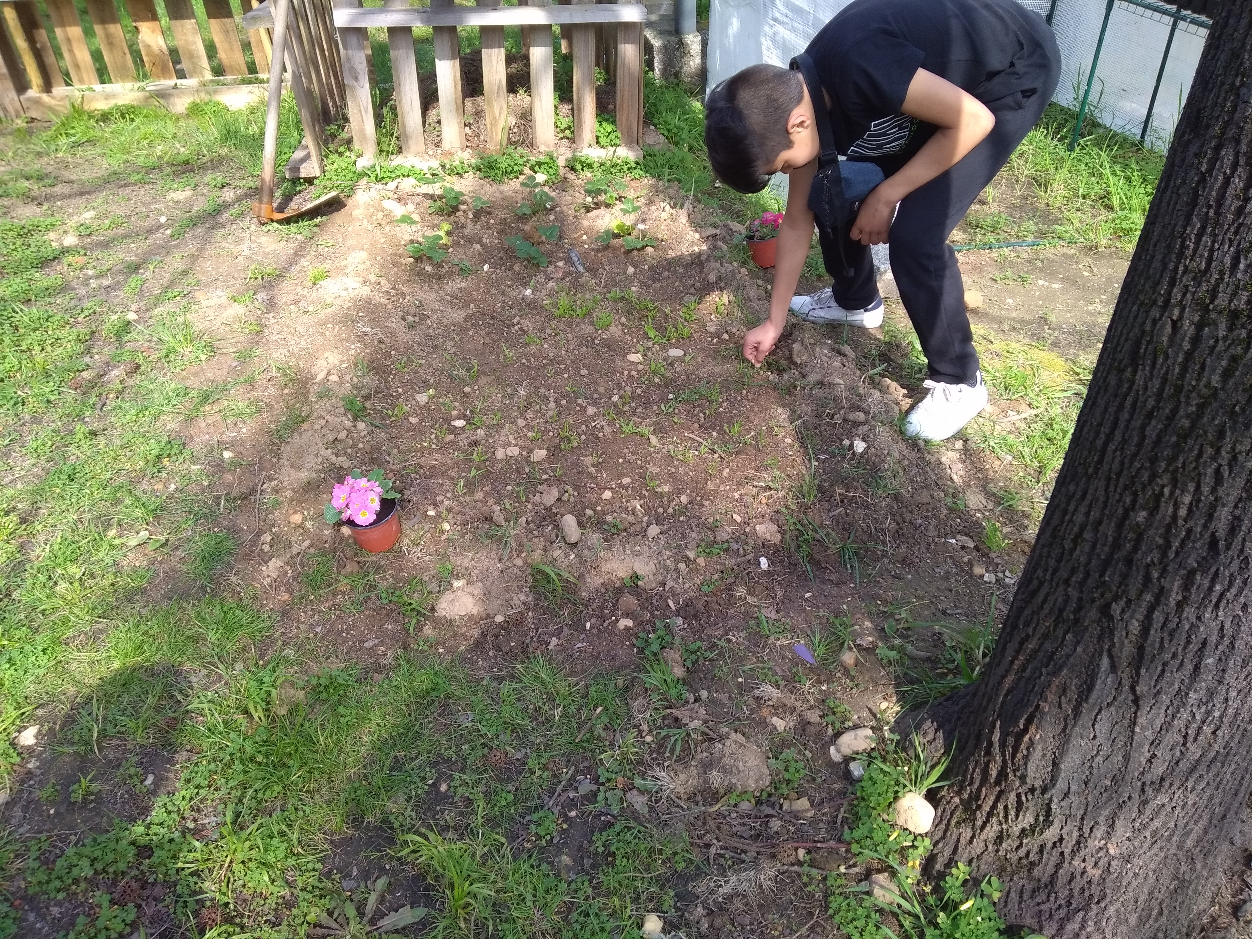 Remoção de algumas ervas daninhas, no local de sementeira de espinafres, com o objetivo de evitar a competição interespecífica e colocação de algumas plantas com flores (prímulas), para atrair polinizadores.