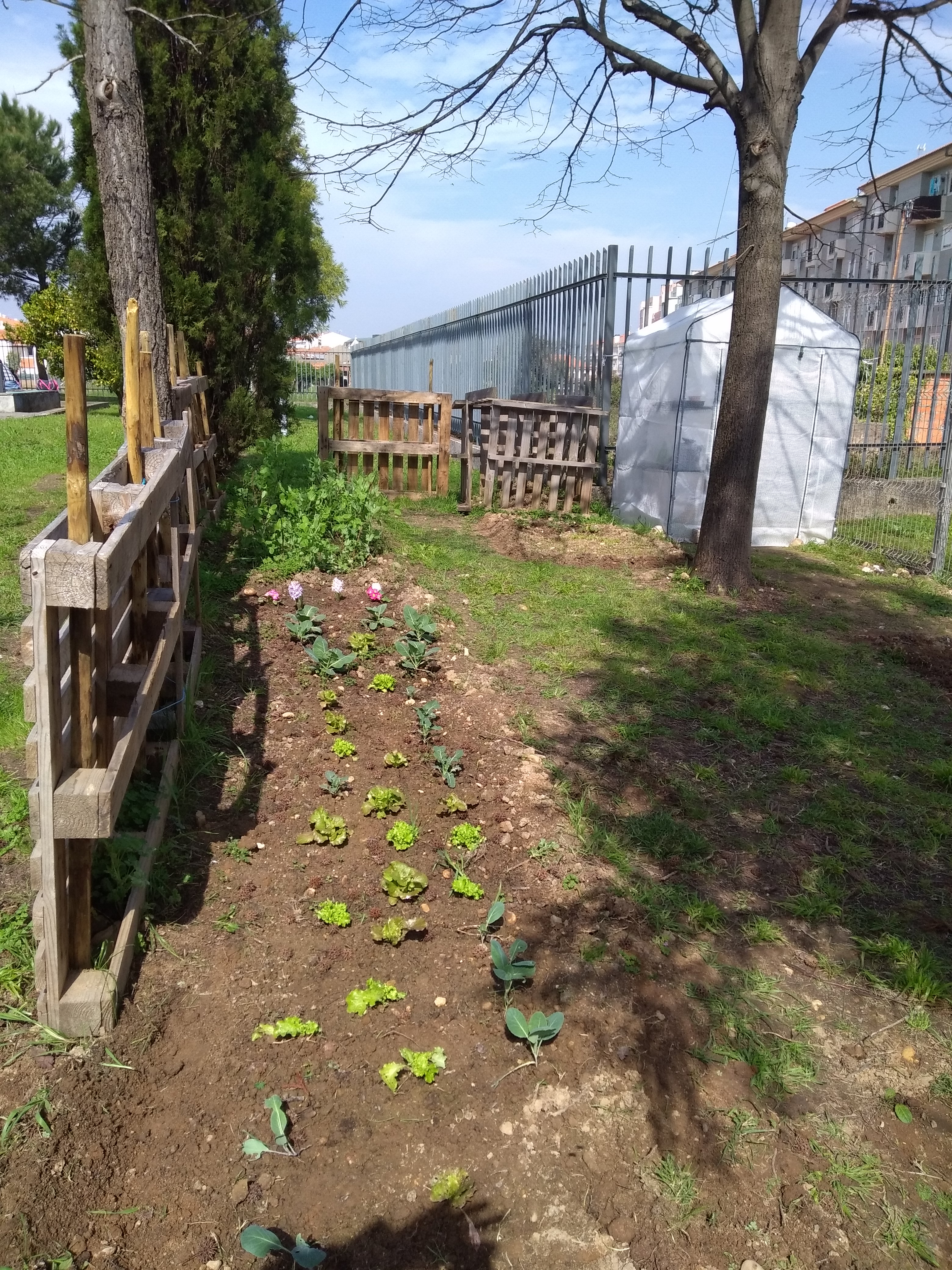 Aspeto geral da horta em início de março. 
Já se evidenciam as flores das prímulas e dos jasmins, com o objetivo de atraírem polinizadores e afastarem certas pragas.