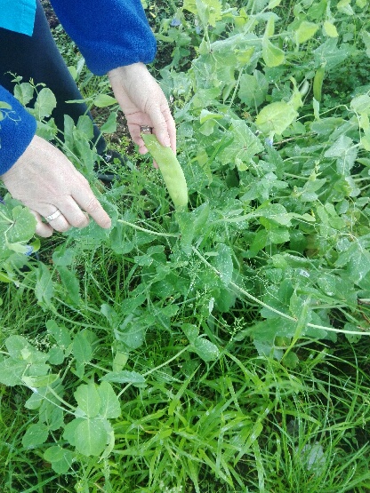 Desde meados de abril têm sido efetuadas colheitas dos diversos produtos da horta, como ervilhas de quebrar, alfaces e courgettes e o resultado destas colheitas são doados à Santa Casa da Misericórdia de Oliveira do Bairro, ajudando famílias necessitadas.