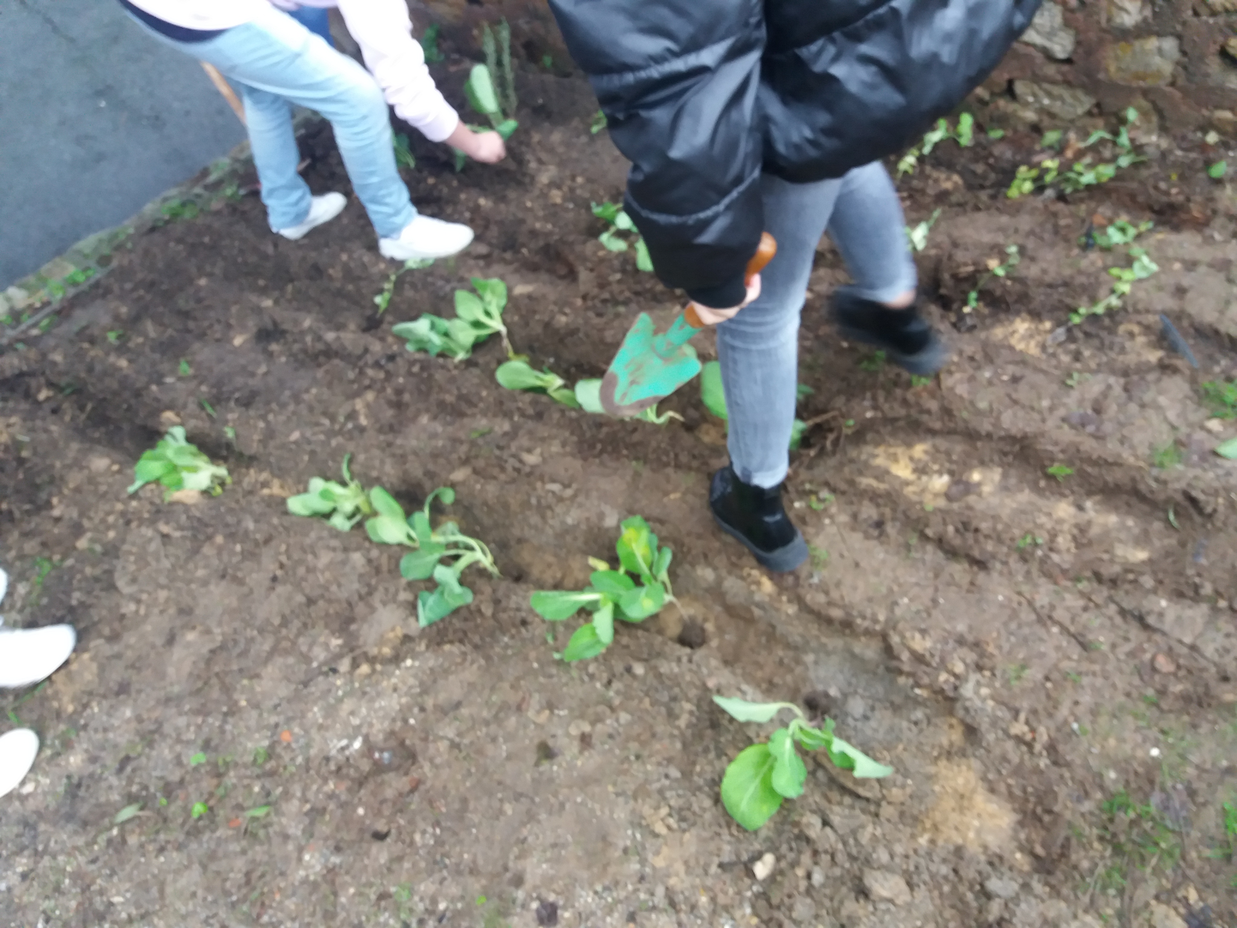 agricultura biológica -  alunos em ação