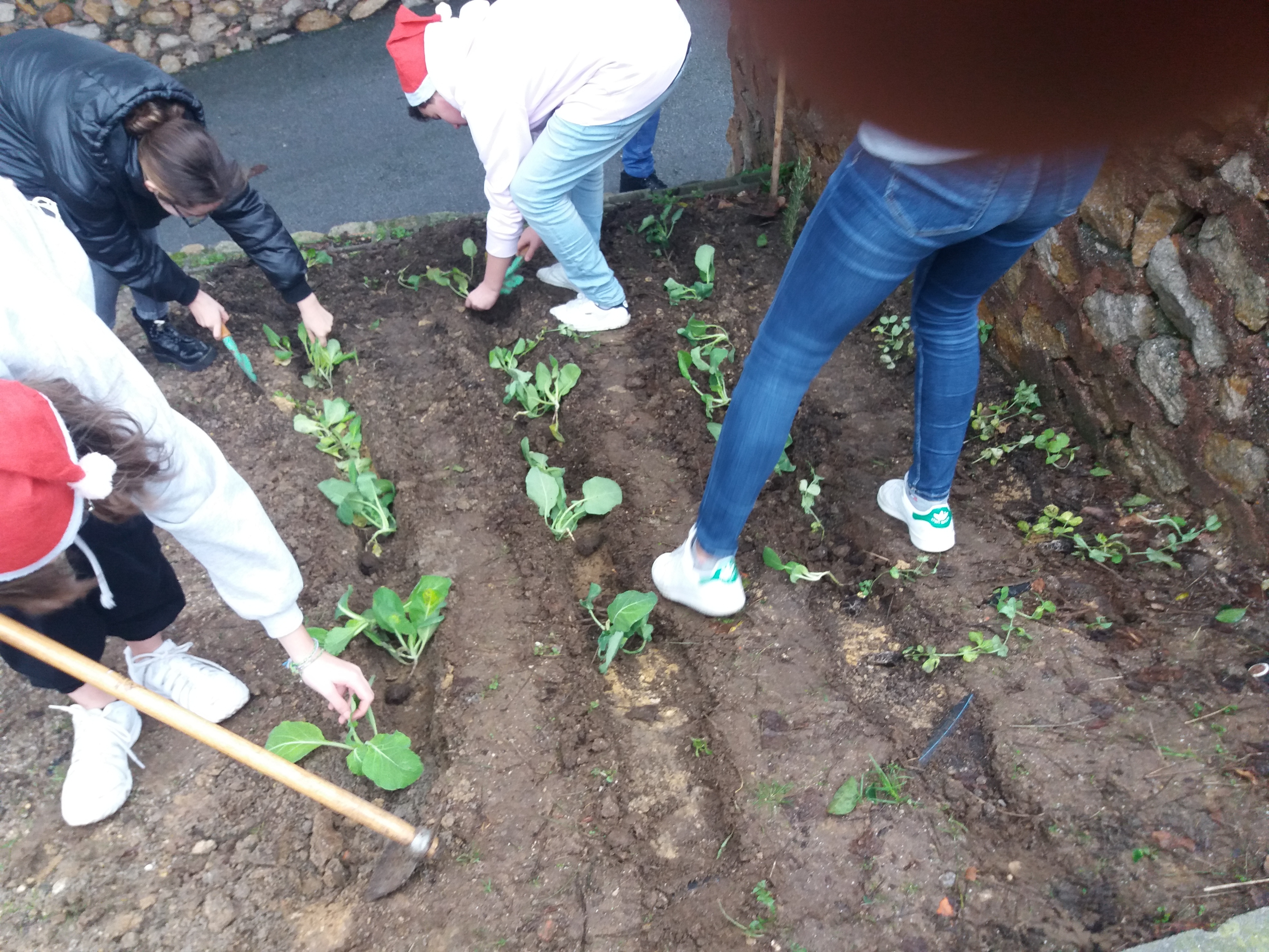 agricultura biológica -  alunos em ação