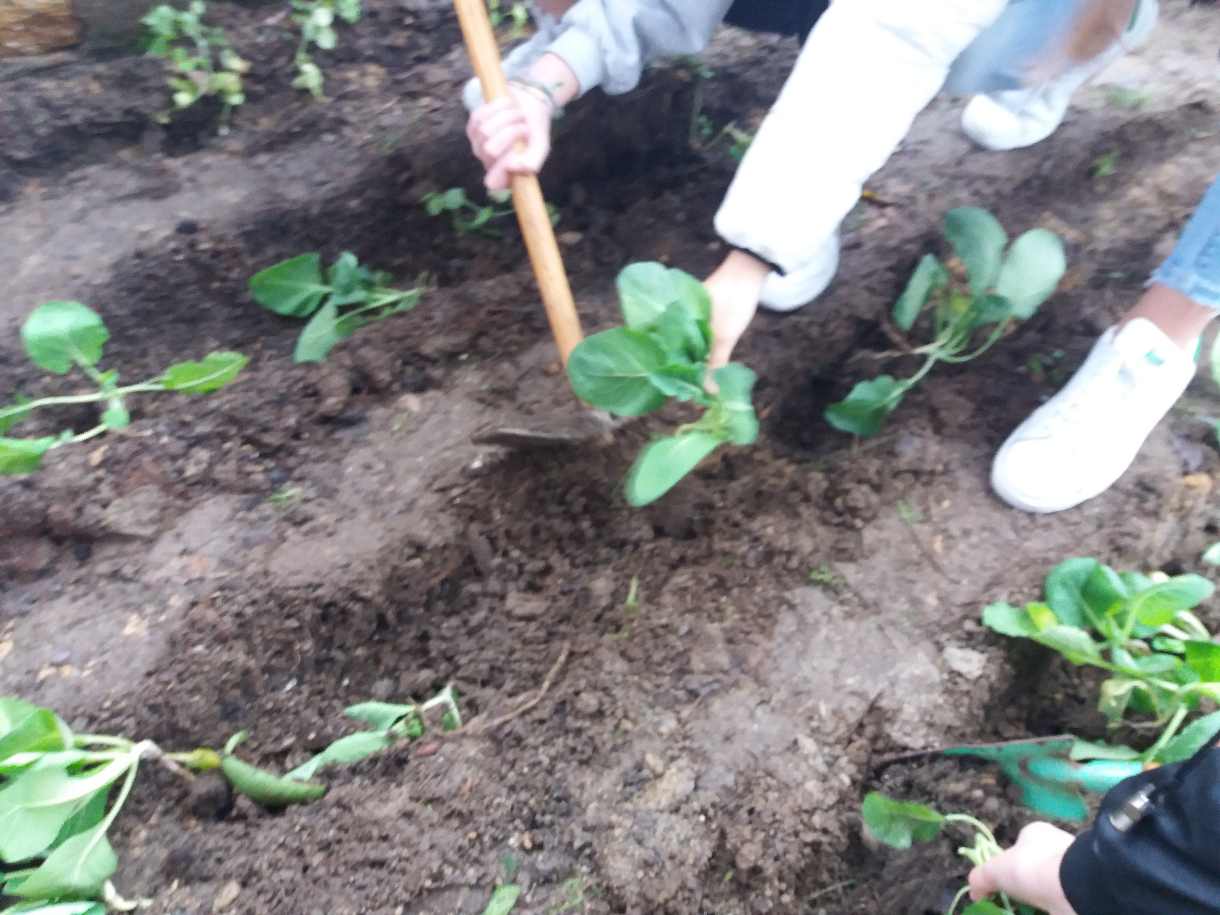 agricultura biológica -  alunos em ação