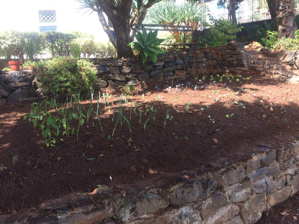 Plantação de couve, alface, cebola, feijão.