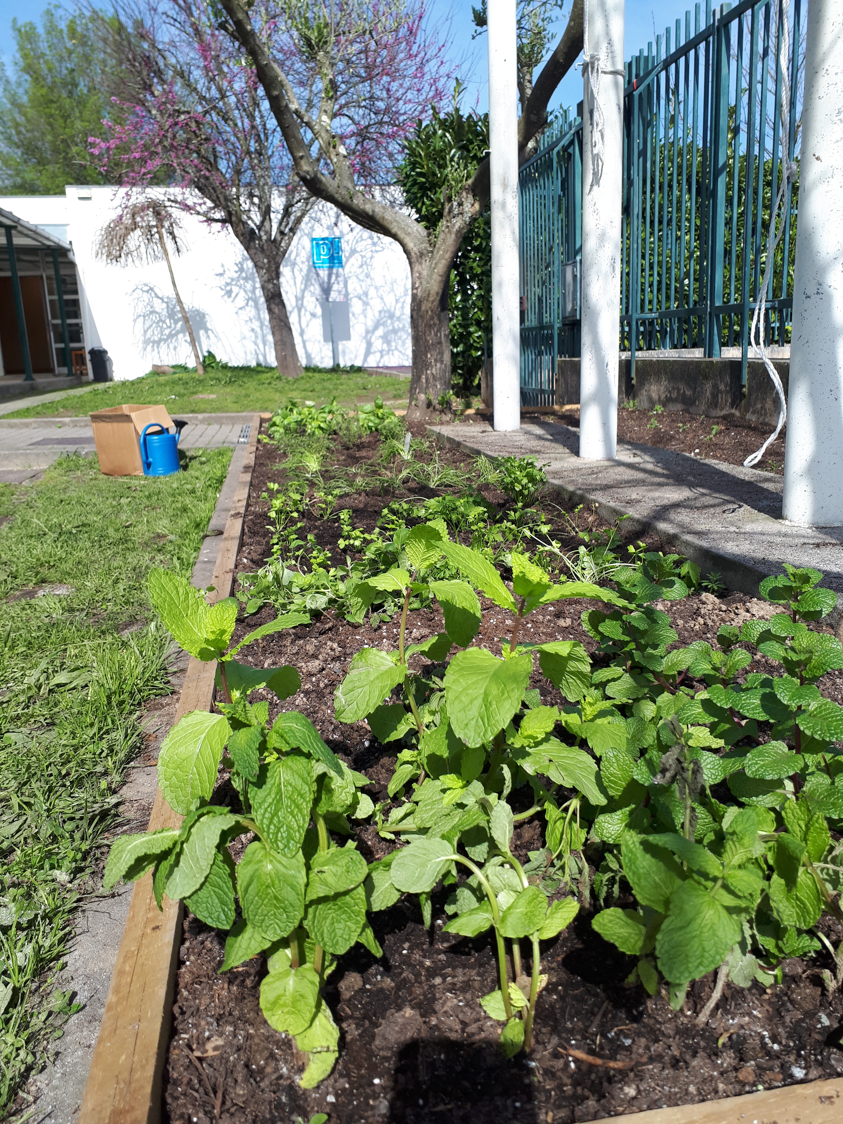 Plantas em crescimento