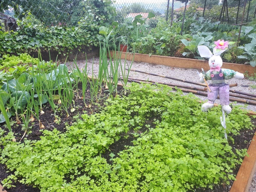 Horta em crescimento