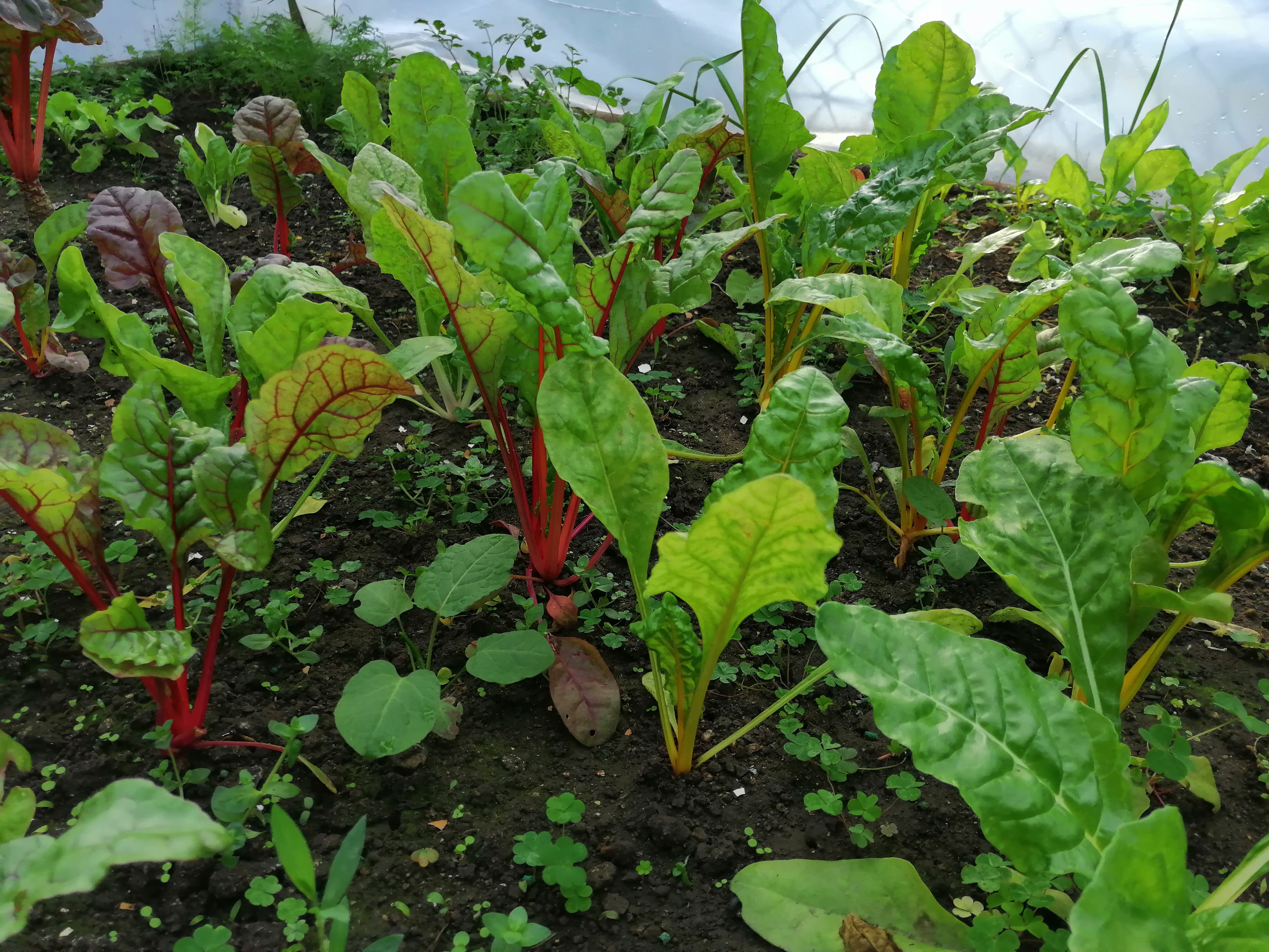 Horta da Júlio - Acelgas