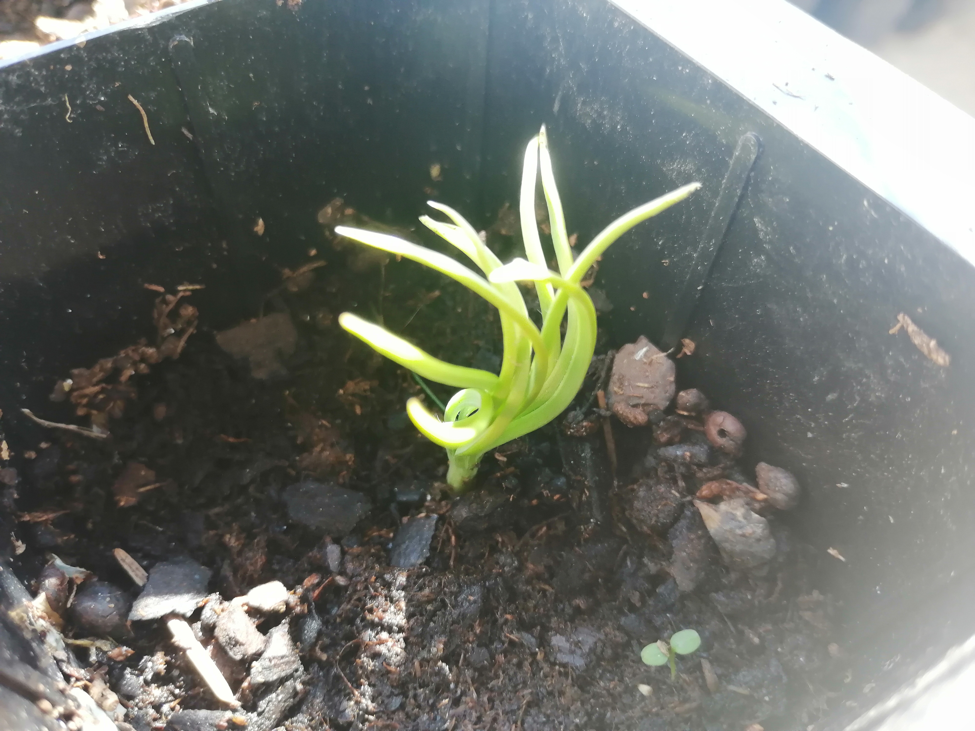 Horta da Júlio - Germinação do Pinheiro manso