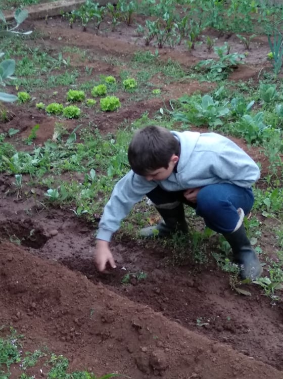 Atividade de plantação - Sementeira - Ervilhas
