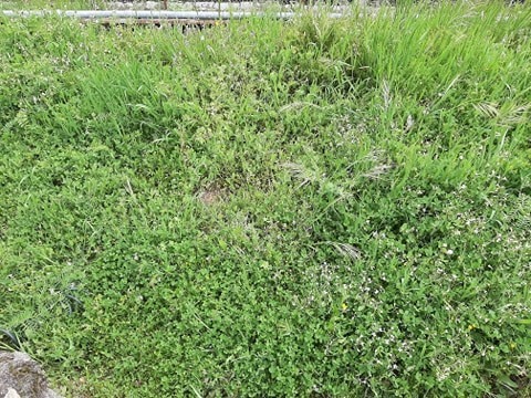Crescimento da menta.