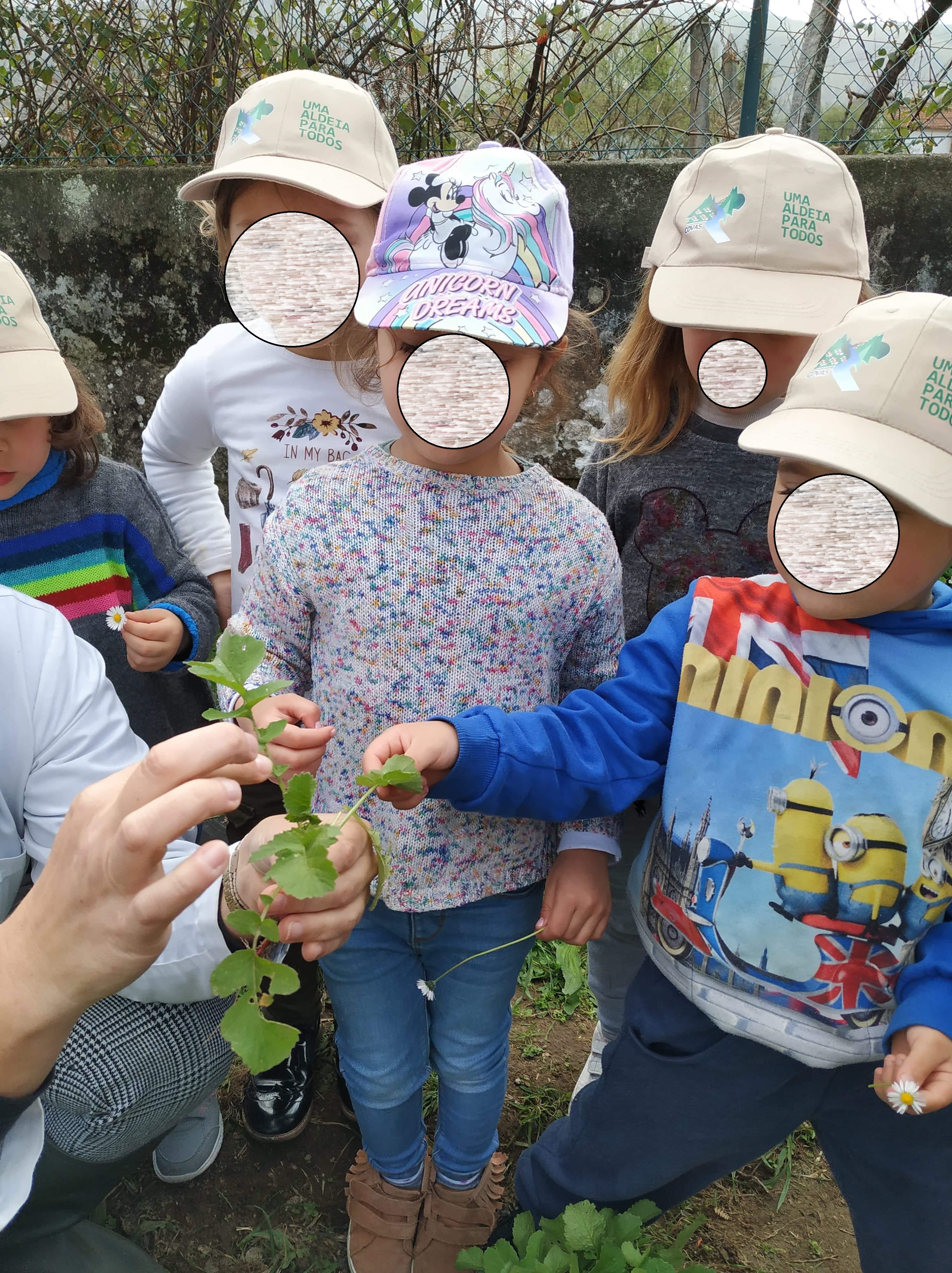 Os rabanetes - observação da planta.