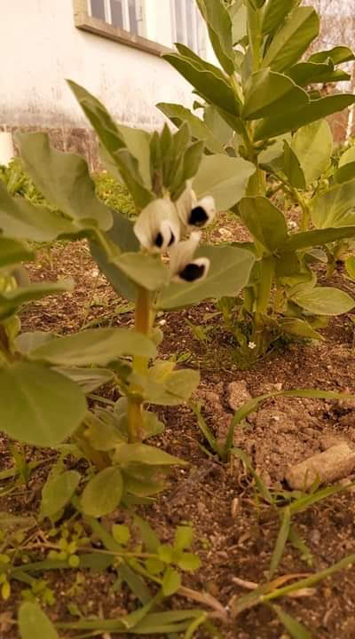 As flores das favas.