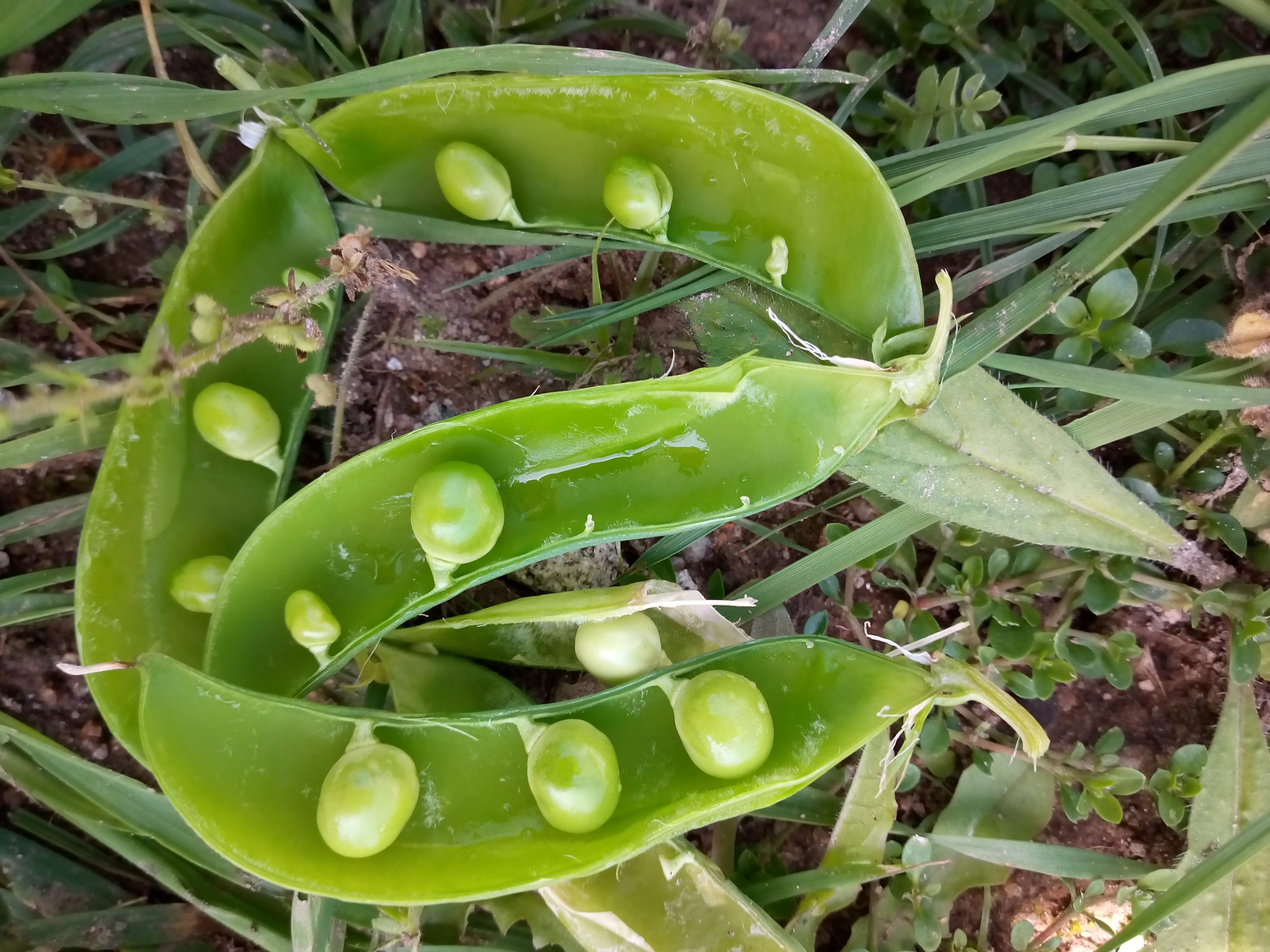 Ervilhas da nossa horta.