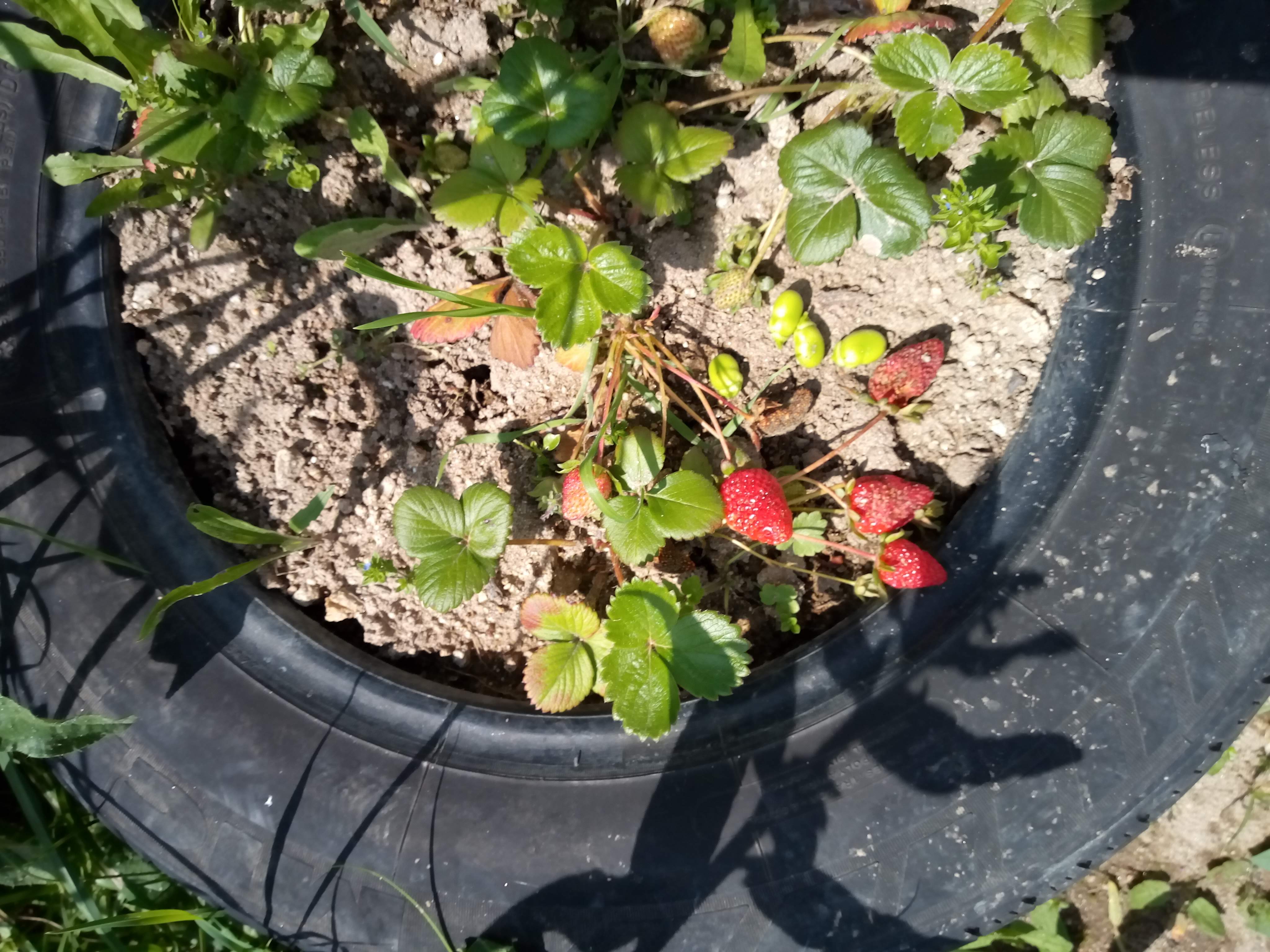 Morangos da nossa horta.